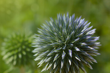 Close-up of the beautiful green flowers in the park in the spring.