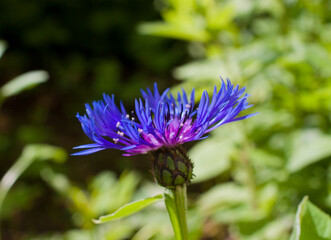 Close-up of a blue cornflower flower.
