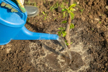 Man owner waters tree seedling with blue plastic watering can in garden closeup. Sunny spring day in cottage backyard with young fruit tree
