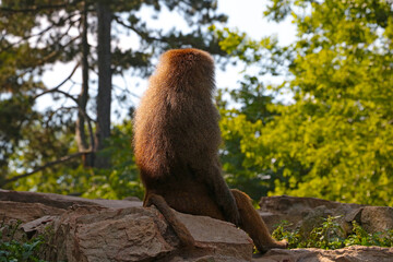 A baboon sits on a rock in the park.