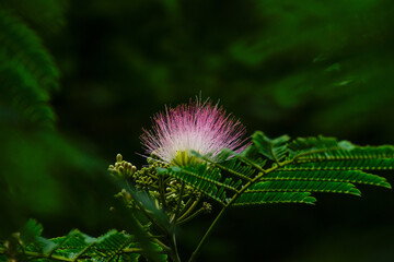 赤坂にある東京ミッドタウンに咲くネムノキの花