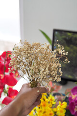 baby breath flowers in a hand