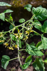 Tomatoes plant. Young vegetables growing in glasshouse. Close-up.