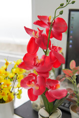 Fototapeta na wymiar red orchid in a vase
