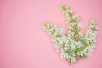 Fresh branches of white lilac bush on the pink paper, copy space