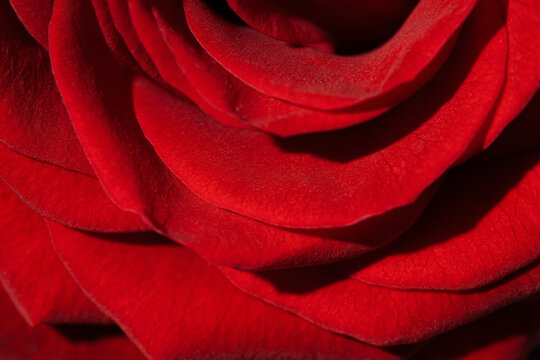 Macro fresh red rose photo. Bright petals flower background closeup