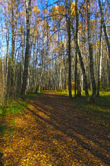 Fototapeta premium Spots of light and shadow on a leaf-strewn forest path.