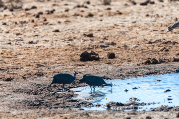 Two Helmeted Guineafowl -Numida meleagris- fouraging near a waterhole in Etosha National Park, Namibia.