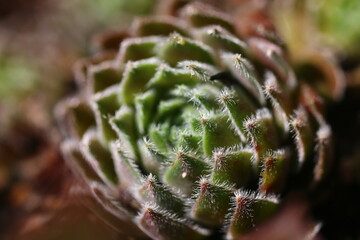 Sempervivum ARTISCHOCKE Rojnik Artischocke © Perovskia