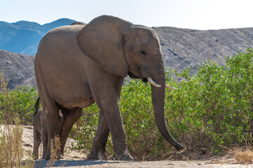 Closeup of an African Desert Elephant - Loxodonta Africana- wandering in the desert in North Western Namibia.