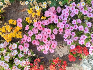 flowers in the garden