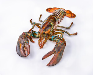Alive Fresh Lobster on a white background.