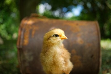 Cute young chick viewed at ground level in greenery