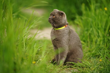 Gray cat Scottish Fold breed sitting in the summer garden