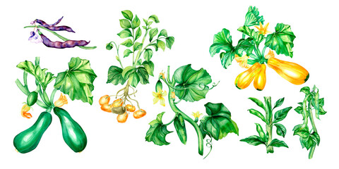 Set of variety of vegetable plants watercolor illustration isolated.