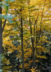 Fototapeta na wymiar Blick von oben durch Bäume im Hochwald.