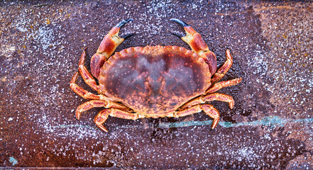 Alive Fresh crab on a white background.