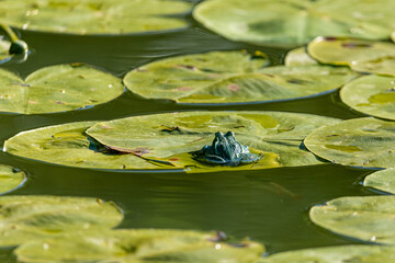 żaba siedząca na liściu lilii wodnej