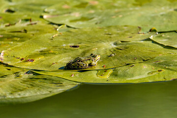 żaba siedząca na liściu lilii wodnej