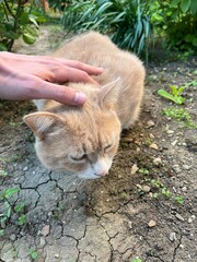 A white person treats a cat with favor. A gardener found a fluffy kitty in the garden and decided...