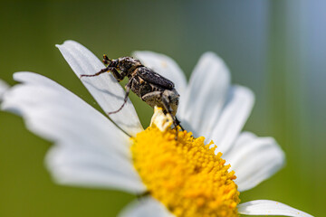 insekt siedzący na rumianku