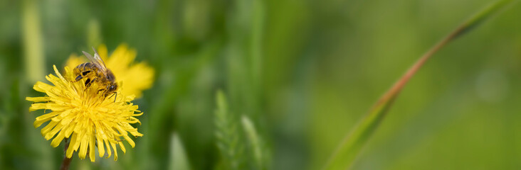 bees (Apis mellifera) on a yellow dandelion