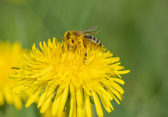 bees (Apis mellifera) on a yellow dandelion