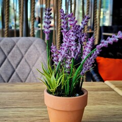 Natural purple flower in a pot with leaves