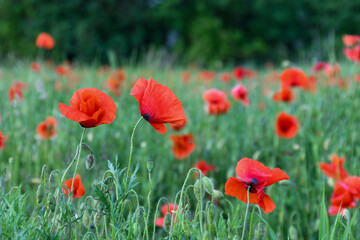 Fototapeta na wymiar poppies field with red flowers. 