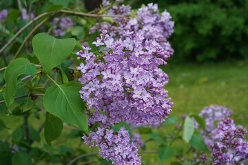 Lilac and light purple flowers on a blooming syringa  branch.
