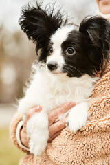 Black and white papillon puppy being held in arms    