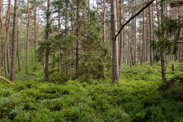 Natural, dark forest, dense thickets and overgrown ground, a nature reserve and a wonderful natural forest. The atmosphere of mystery and beauty