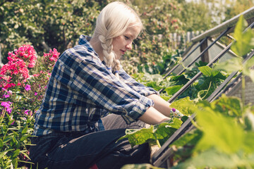 Positive blonde teenage girl in a plaid shirt and jeans is picking cucumbers in a greenhouse on a summer day.Summer and harvest concept.Selective focus,side view.