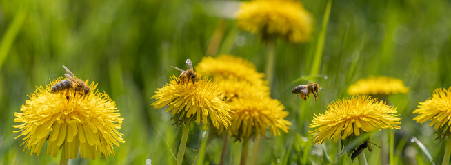 bees (Apis mellifera) on a yellow dandelion