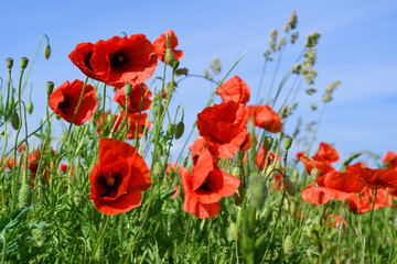 poppies field with red flowers.