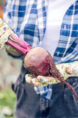 Close-up of a farmer's hands holding fresh beets.Summer,gardening,harvest concept.Selective focus.