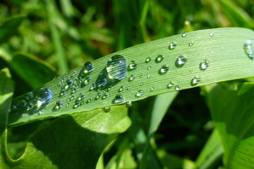 Regentropfen auf Pflanze