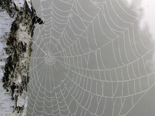 Spinnennetz im Nebel