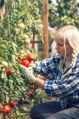 Blonde teenage girl in a plaid shirt and jeans is picking tomatoes in a glass greenhouse on a summer day.Summer and harvest concept.Selective focus,side view.