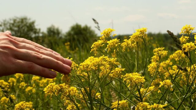 Young man right hand and yellow field grass. Pavel, my right hand and yellow field grass. Date of shooting day 11 June 2022 year, MSK time. This video was filmed in Russia.