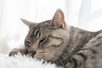 眠る猫　サバトラ猫