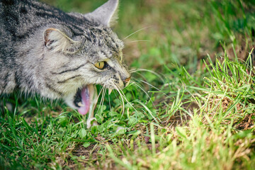 Domestic cat vomit on grass - obrazy, fototapety, plakaty