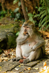 Monkey eating in Ubud Forest Reserve Bali Indonesia