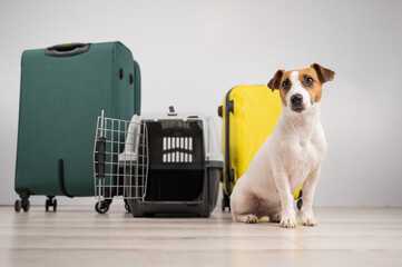 Jack russell terrier dog sits by suitcases and travel box. Ready for vacation.