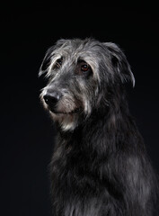 Charming Irish wolfhound on a black background. Dog in backlit studio