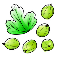 Vector gooseberry in watercolor style with black contour