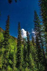 pine forest in the mountains