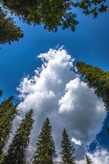 clouds over the forest