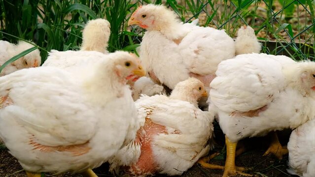 Broiler chickens in a chicken coop. selective focus.