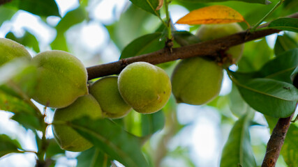 Indian peaches are on the tree